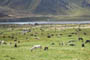 Horses and yaks grazing in Drigung