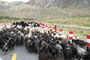 Sheep road block